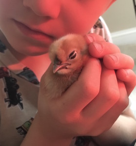 CamChickCrop